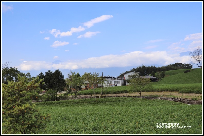 赤柯山櫻花-2019-03-112.jpg