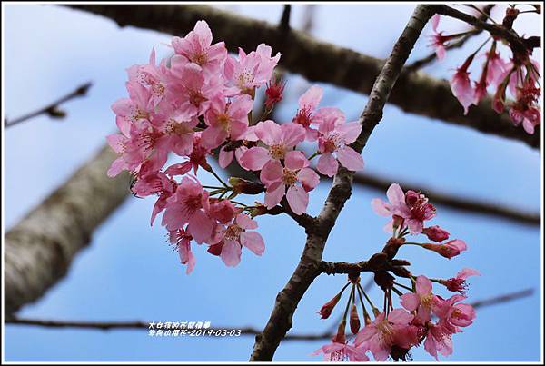 赤柯山櫻花-2019-03-116.jpg