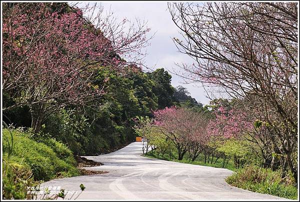 赤柯山櫻花-2019-03-121.jpg