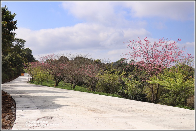 赤柯山櫻花-2019-03-122.jpg