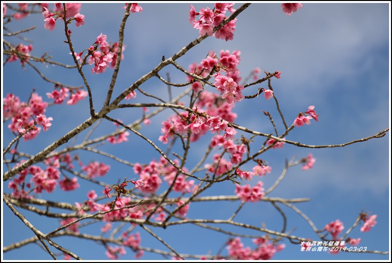 赤柯山櫻花-2019-03-123.jpg