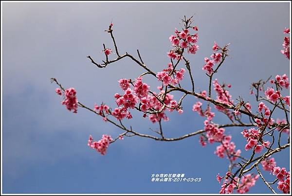 赤柯山櫻花-2019-03-126.jpg