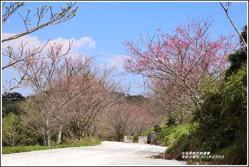 赤柯山櫻花-2019-03-129.jpg