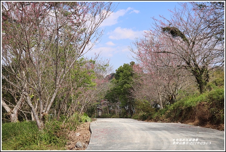 赤柯山櫻花-2019-03-132.jpg