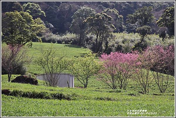 赤柯山櫻花-2019-03-140.jpg