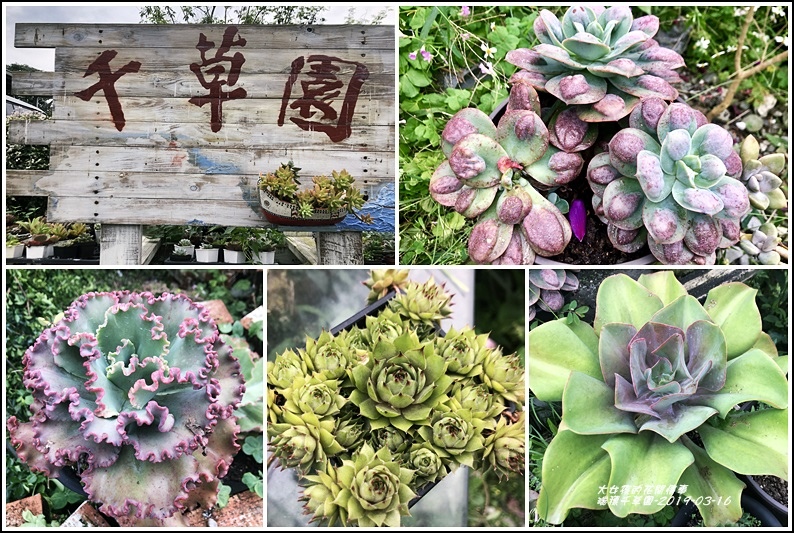 千草園,多肉植物,瑞穗,景天科,園藝,蓮座,療癒系,花蓮,仙人掌