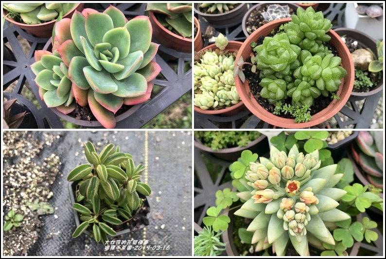 瑞穗千蘭園多肉植物-2019-03-14.jpg