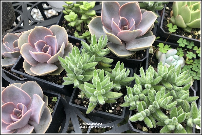 瑞穗千蘭園多肉植物-2019-03-15.jpg