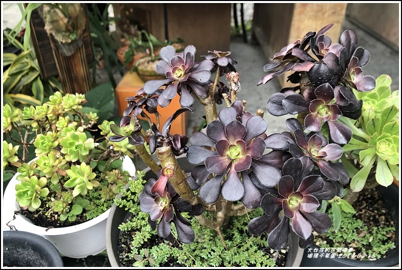 瑞穗千蘭園多肉植物-2019-03-29.jpg