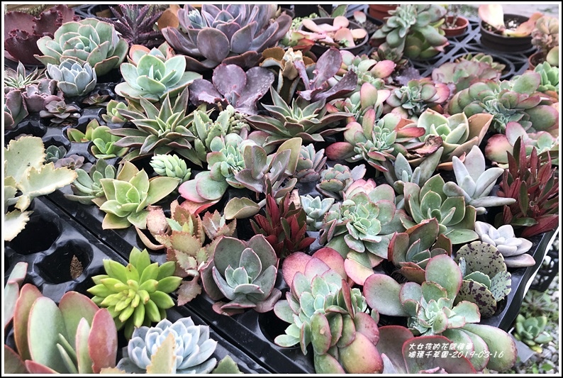 19年千草園多肉植物大本營 療癒系聖品 景天多肉豐盈 厚實 品種 數量琳瑯滿目 讓人目不轉睛 愛不釋手 輕旅行 19年千草園多肉植物大本營 療癒系聖品 景天多肉豐盈 厚實 品種 數量琳瑯滿目 讓人目不轉睛 愛不釋手 輕旅行