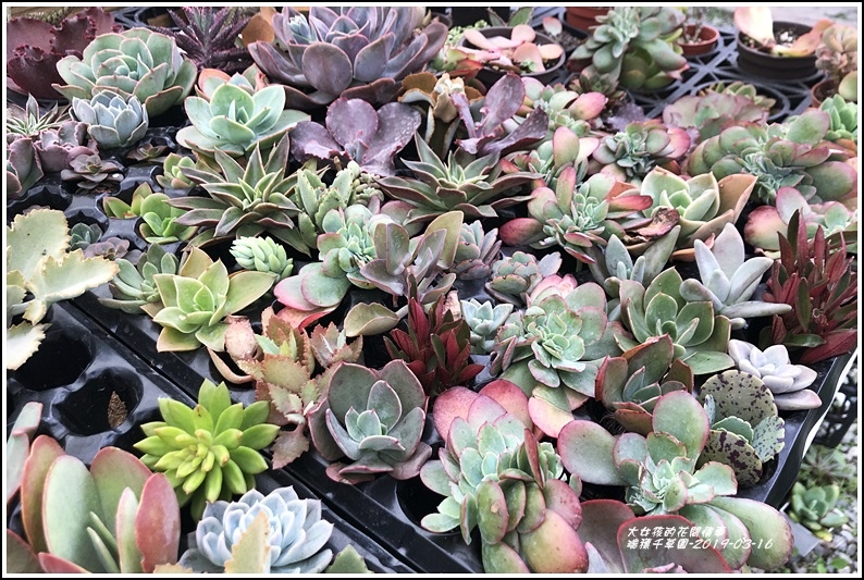 瑞穗千蘭園多肉植物-2019-03-31.jpg