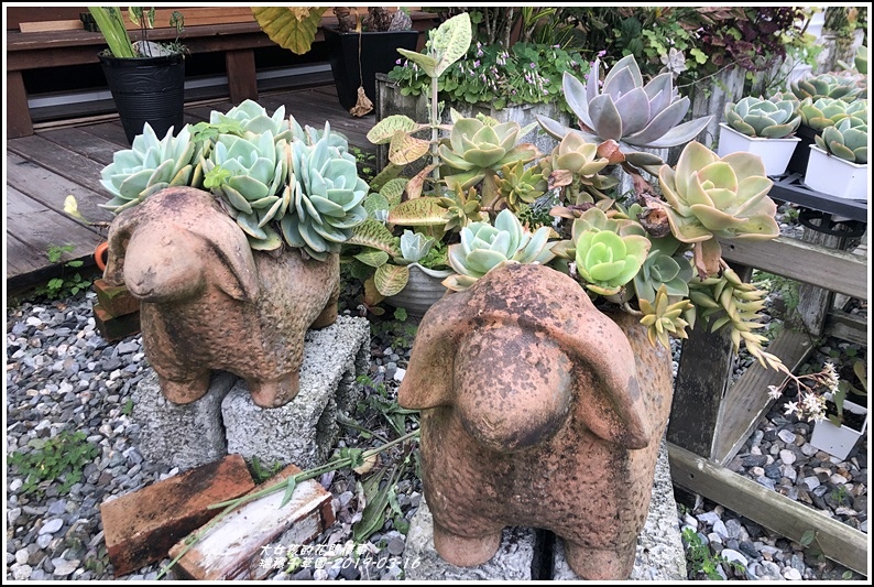 瑞穗千蘭園多肉植物-2019-03-33.jpg