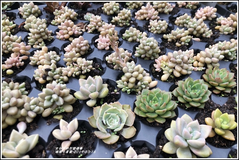 瑞穗千蘭園多肉植物-2019-03-41.jpg