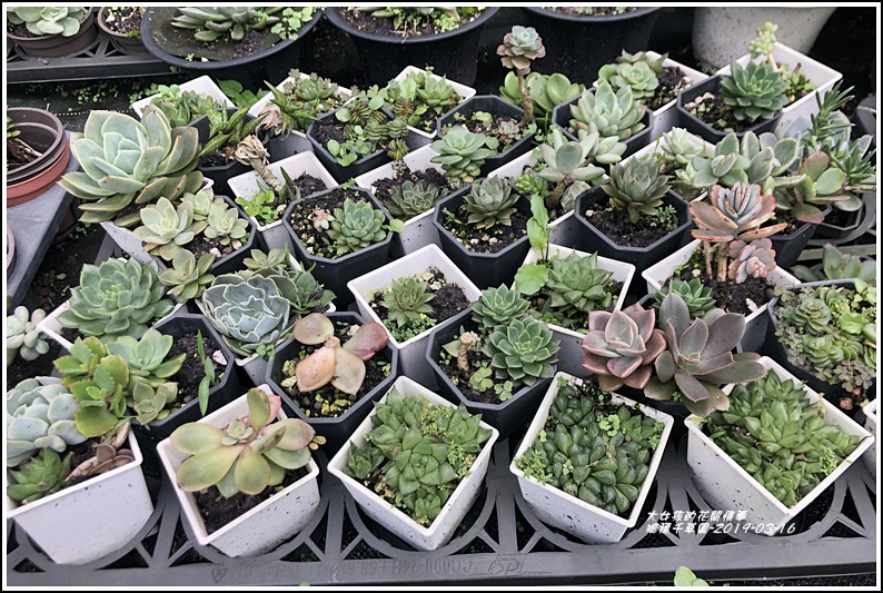 瑞穗千蘭園多肉植物-2019-03-44.jpg