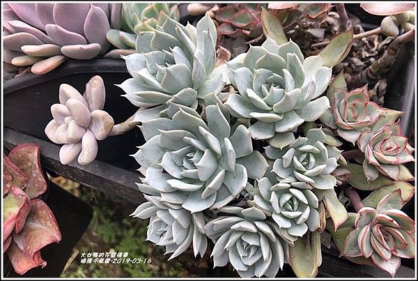 瑞穗千蘭園多肉植物-2019-03-46.jpg