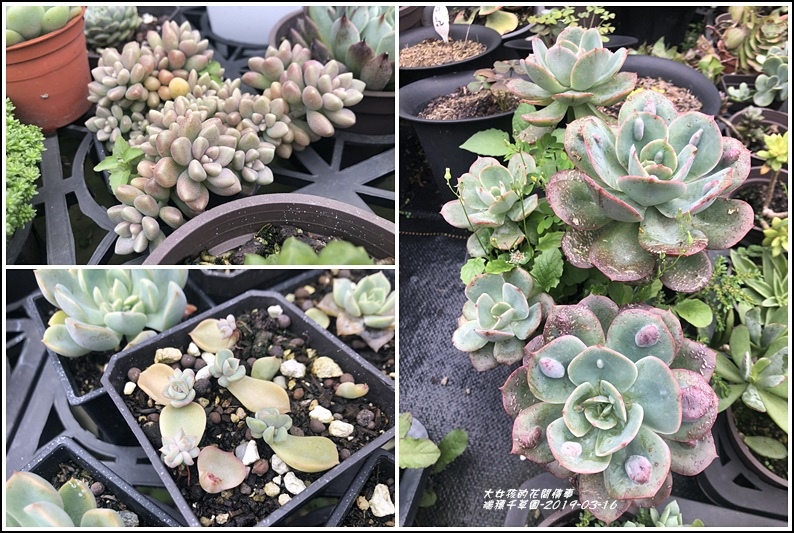 瑞穗千蘭園多肉植物-2019-03-48.jpg