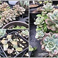 瑞穗千蘭園多肉植物-2019-03-48.jpg