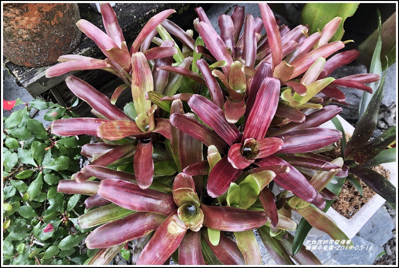 瑞穗千蘭園多肉植物-2019-03-53.jpg