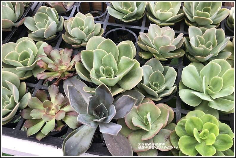 19年千草園多肉植物大本營 療癒系聖品 景天多肉豐盈 厚實 品種 數量琳瑯滿目 讓人目不轉睛 愛不釋手 輕旅行