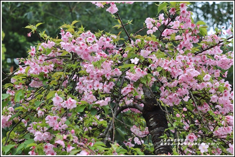 安永心會館停車場櫻花-2019-02-04.jpg