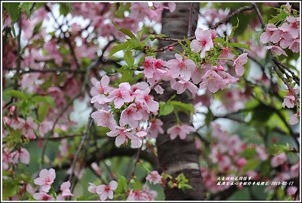 安永心會館停車場櫻花-2019-02-09.jpg