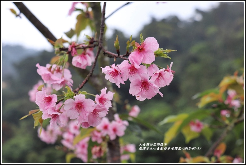 安永心會館停車場櫻花-2019-02-12.jpg