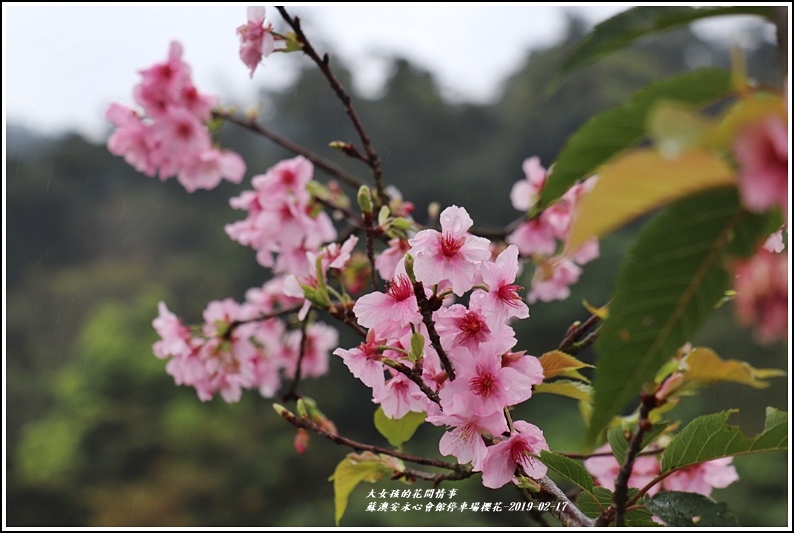 安永心會館停車場櫻花-2019-02-13.jpg