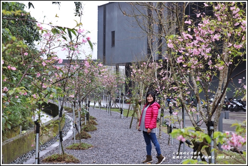 安永心會館停車場櫻花-2019-02-16.jpg