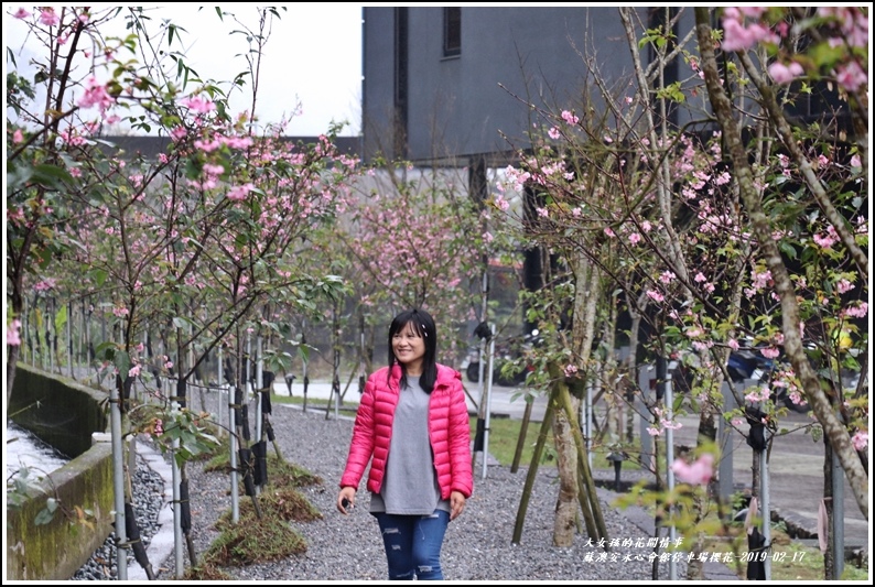 安永心會館停車場櫻花-2019-02-17.jpg