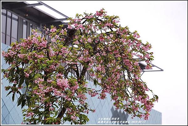 安永心會館停車場櫻花-2019-02-22.jpg