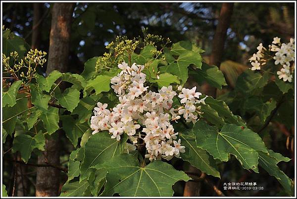 富源桐花-2019-03-03.jpg