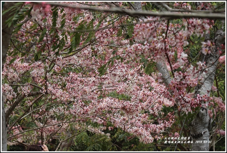 鹿鳴溫泉酒店花旗-2019-03-22.jpg