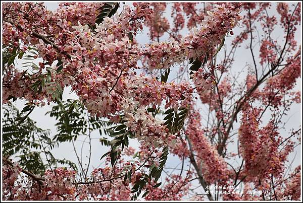 鹿鳴溫泉酒店花旗-2019-03-23.jpg