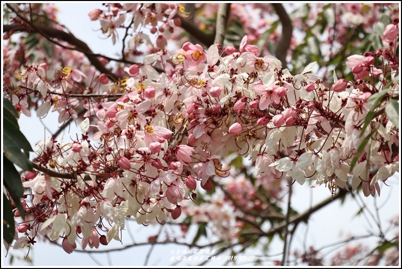 鹿鳴溫泉酒店花旗-2019-03-27.jpg