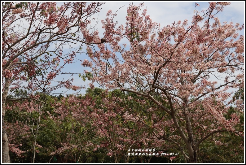 鹿鳴溫泉酒店花旗-2019-03-28.jpg