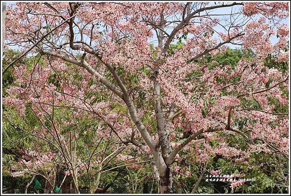 鹿鳴溫泉酒店花旗-2019-03-31.jpg