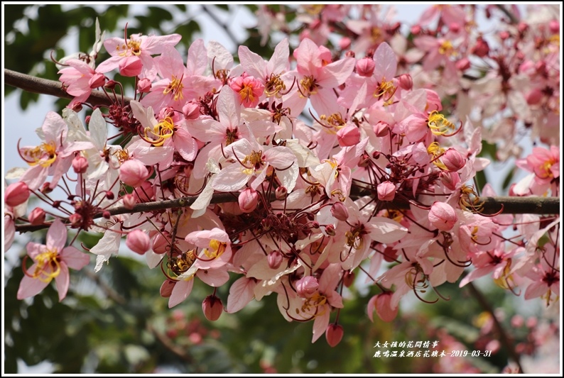 鹿鳴溫泉酒店花旗-2019-03-33.jpg