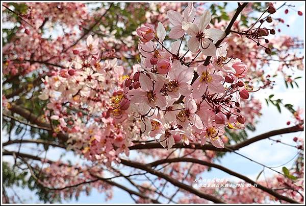 鹿鳴溫泉酒店花旗-2019-03-34.jpg