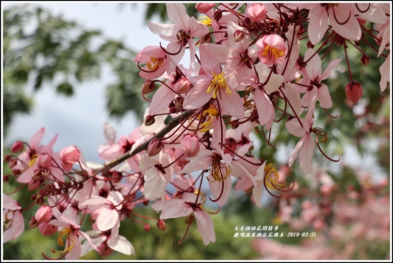 鹿鳴溫泉酒店花旗-2019-03-35.jpg