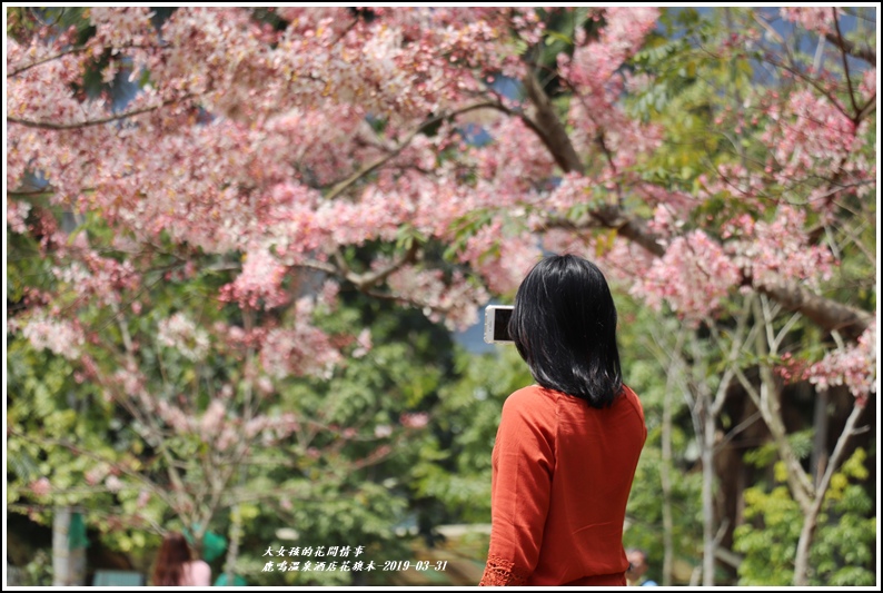台東鹿鳴溫泉酒店,花旗木,桃紅陣雨樹,泰國櫻花,景觀公園,春季賞花,尼伯特風災,台東,鹿鳴溫泉酒店,櫻花