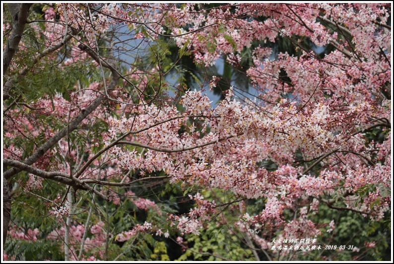 鹿鳴溫泉酒店花旗-2019-03-68.jpg