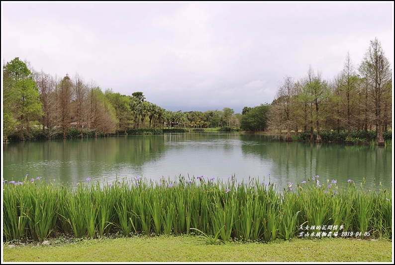 雲山水植物農場,鳶尾花,夢幻湖,落羽松,季節限定,仙境美景,蝶豆花茶,花蓮,壽豐,雲山水,植物農場,賞花,拍照,打卡,IG,夢幻