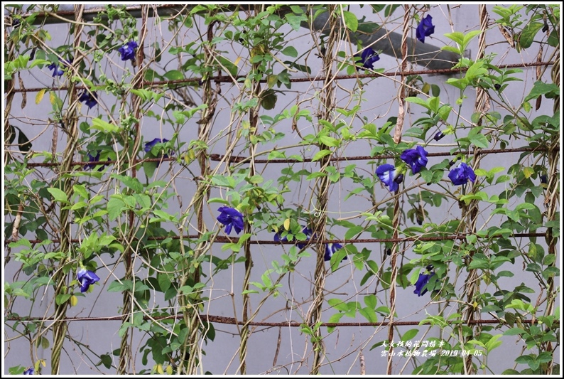 雲山水植物農場-2019-04-40.jpg