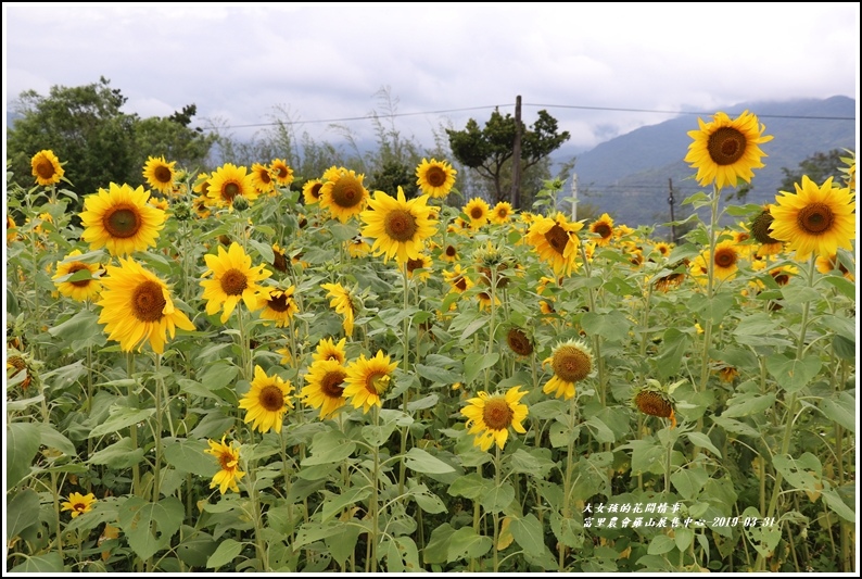 羅山農會羅山展售中心-2019-03-48.jpg