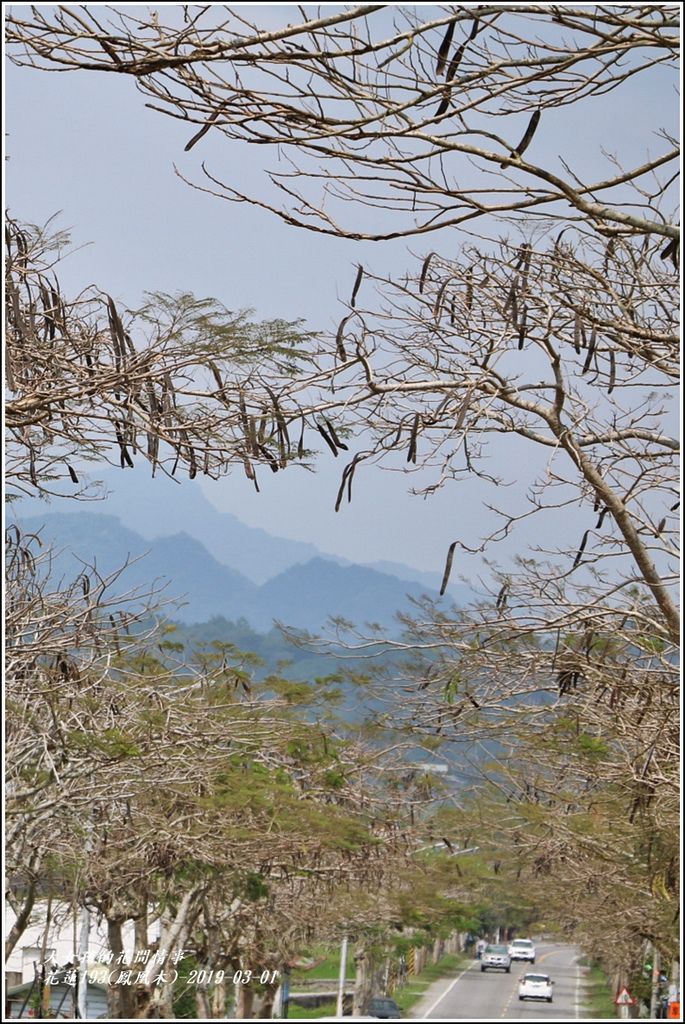 花蓮193(鳳凰木)-2019-03-04.jpg