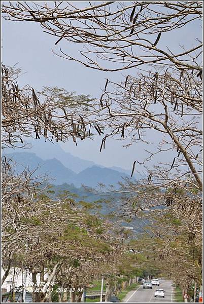 花蓮193(鳳凰木)-2019-03-04.jpg