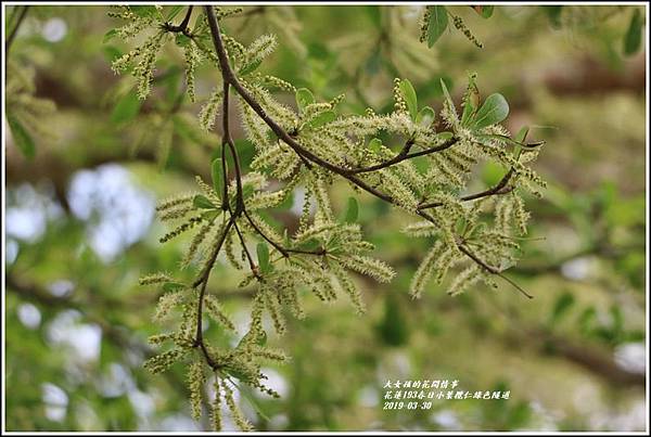 花蓮193春日小葉欖仁隧道-2019-03-08.jpg