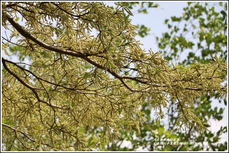 花蓮193春日小葉欖仁隧道-2019-03-10.jpg