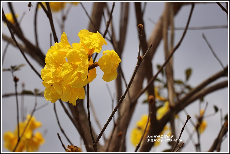 瑞北台9線黃花風鈴木-2019-04-002.jpg