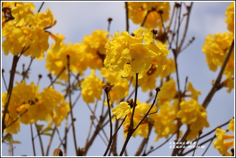 瑞北台9線黃花風鈴木-2019-04-004.jpg